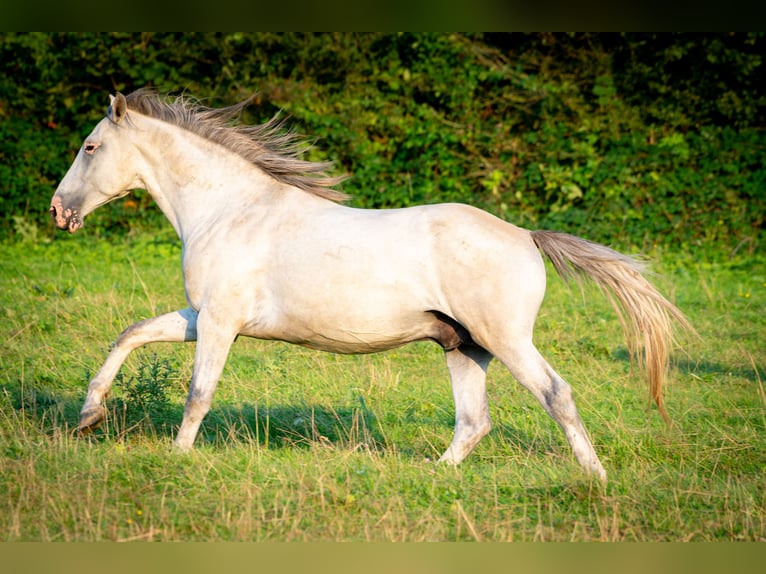 Berberhäst Hingst 4 år 156 cm Braunfalbschimmel in Goe