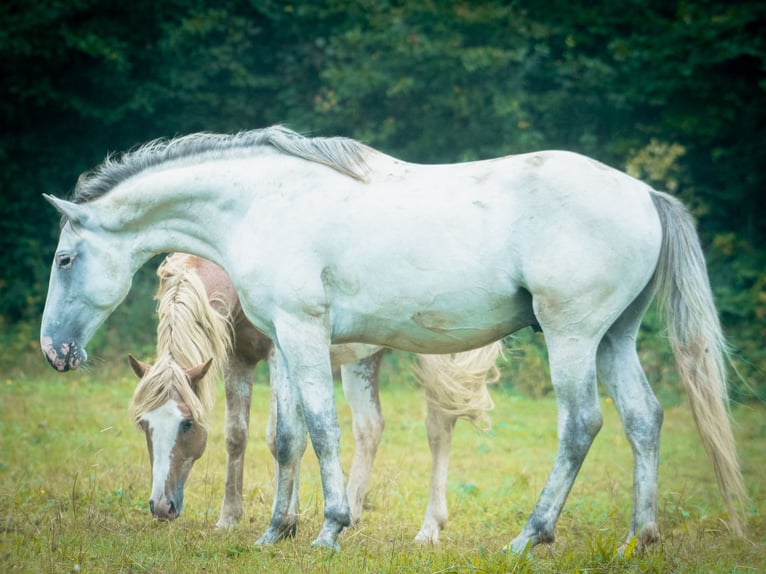 Berberhäst Hingst 4 år 156 cm Braunfalbschimmel in Goe