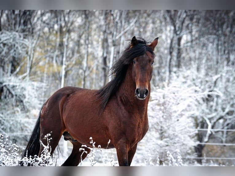 Berberhäst Hingst 7 år 155 cm Mörkbrun in Goe