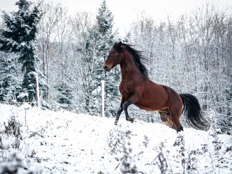 Berberhäst Hingst 7 år 155 cm Mörkbrun in Goe