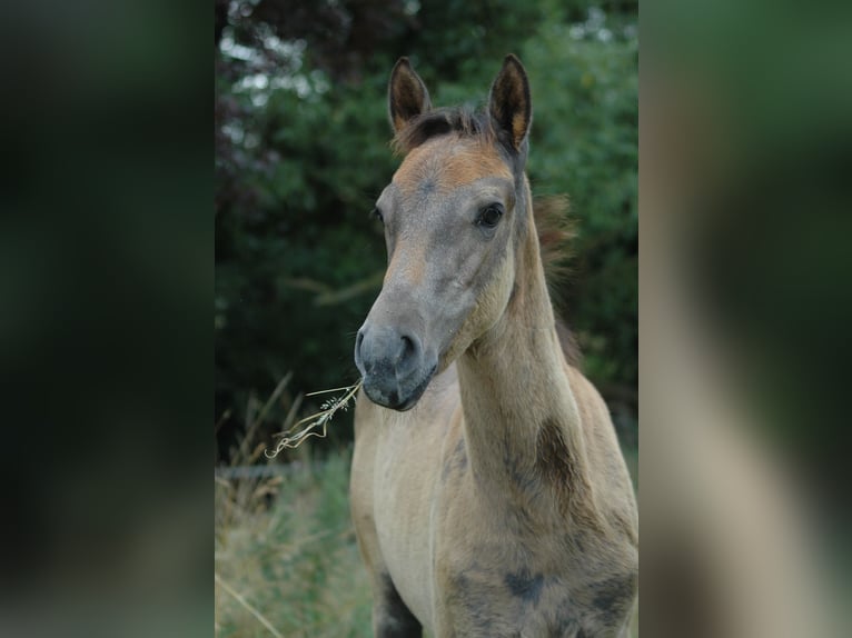 Berberhäst Sto 1 år 156 cm Grå in Grafschaft