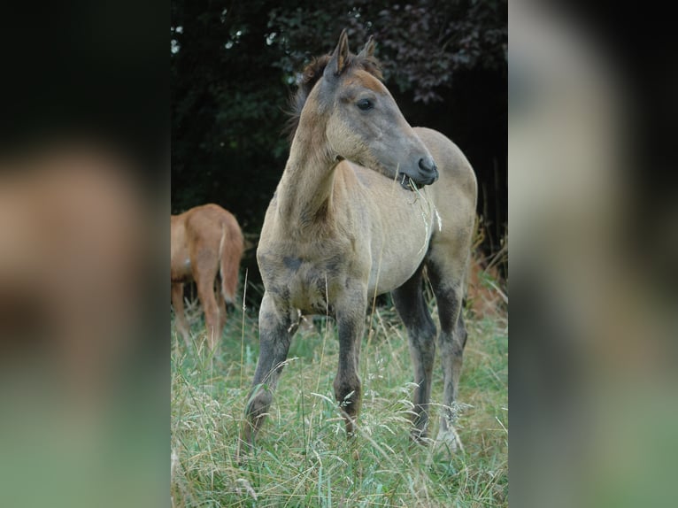 Berberhäst Sto 1 år 156 cm Grå in GrafschaftGrafschaft
