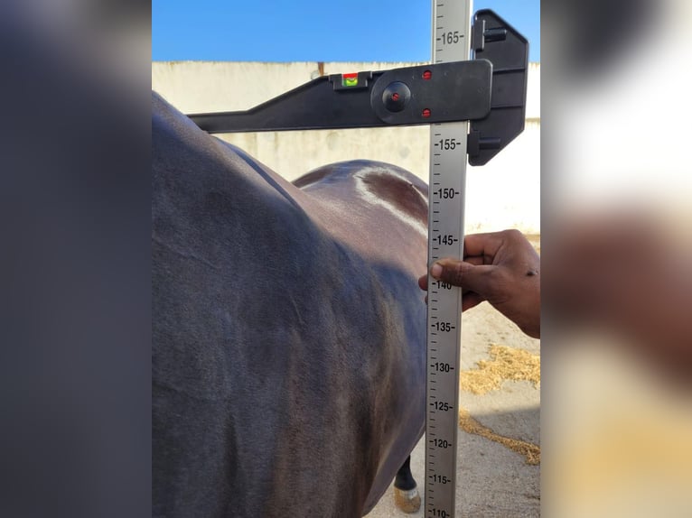 Berberhäst Sto 5 år 157 cm Svart in casablanca