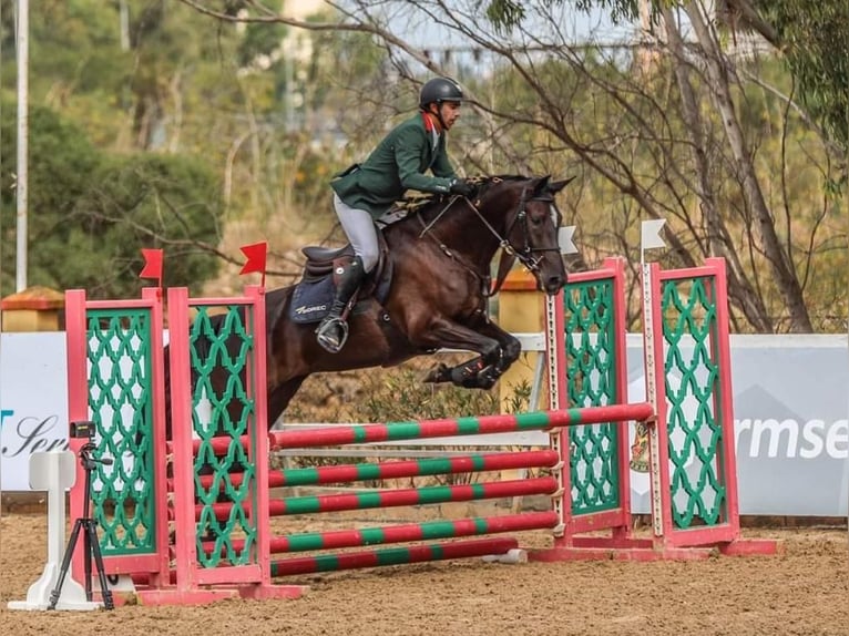 Berberhäst Sto 5 år 157 cm Svart in casablanca