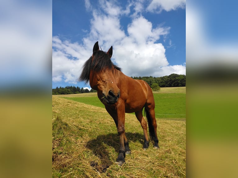 Berberhäst Valack 14 år 160 cm Brun in Oberzent