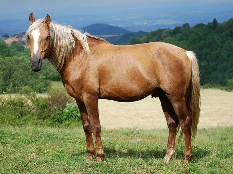 Berberhäst Valack 2 år 155 cm Palomino in Bad Endbach