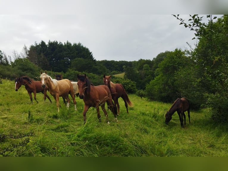 Berberhäst Valack 2 år 155 cm Palomino in Bad Endbach