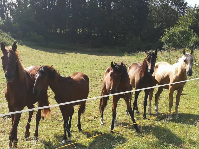 Berberhäst Valack 2 år 155 cm Palomino in Bad Endbach