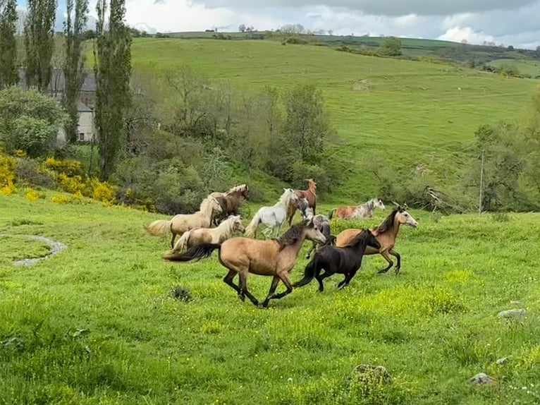 Berberhäst Valack 2 år 155 cm Palomino in Bad Endbach