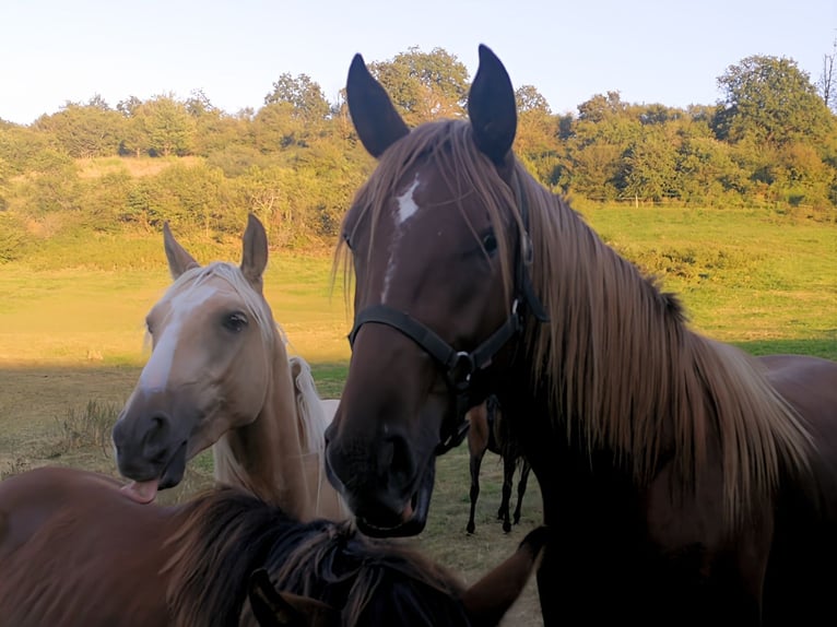 Berberhäst Valack 2 år 155 cm Palomino in Bad Endbach