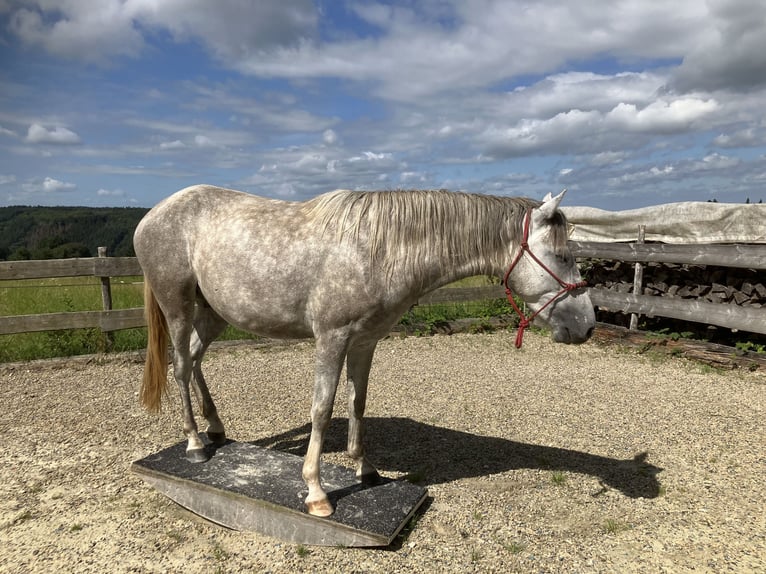 Berberhäst Valack 3 år 155 cm Grå in Heidenburg