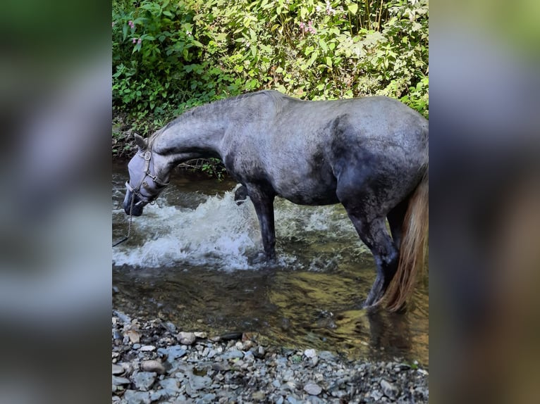 Berberhäst Valack 3 år 155 cm Grå in Heidenburg