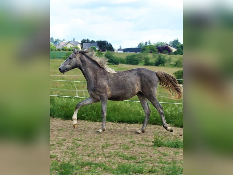 Berberhäst Valack 3 år 155 cm Grå in Heidenburg