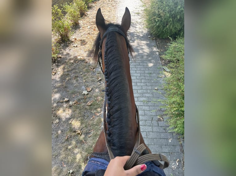 Berbero Castrone 12 Anni 154 cm Baio in Ketzin