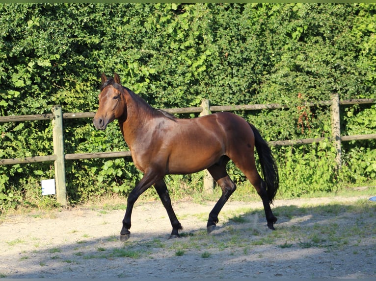 Berbero Castrone 3 Anni 150 cm Baio in Sippenaeken