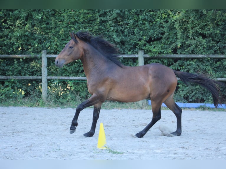 Berbero Castrone 3 Anni 150 cm Baio in Sippenaeken
