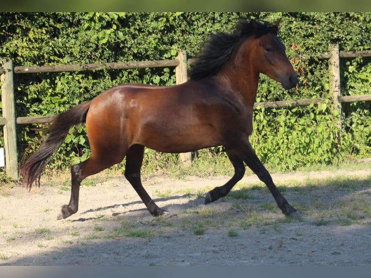 Berbero Castrone 3 Anni 150 cm Baio in Sippenaeken