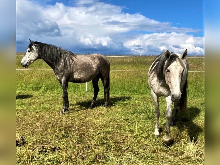 Berbero Castrone 3 Anni 155 cm Grigio in Heidenburg