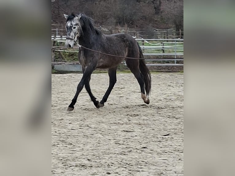 Berbero Castrone 3 Anni 156 cm Grigio in Zülpich Schwerfen