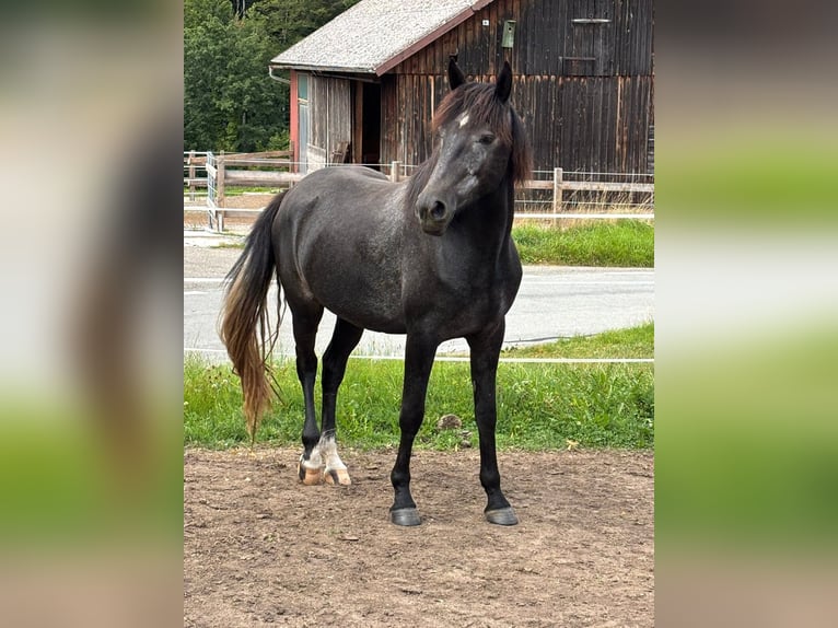 Berbero Castrone 4 Anni 161 cm Grigio in Winnenden