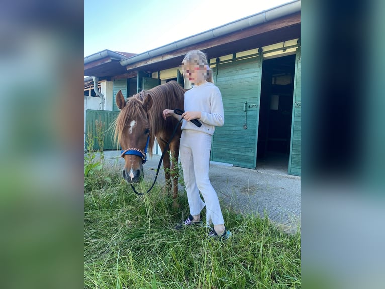 Berbero Mix Castrone 7 Anni 132 cm Sauro in Ketzin