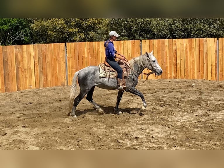 Berbero Mix Castrone 7 Anni 152 cm Grigio pezzato in Zerf