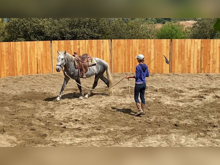 Berbero Mix Castrone 7 Anni 152 cm Grigio pezzato in Zerf