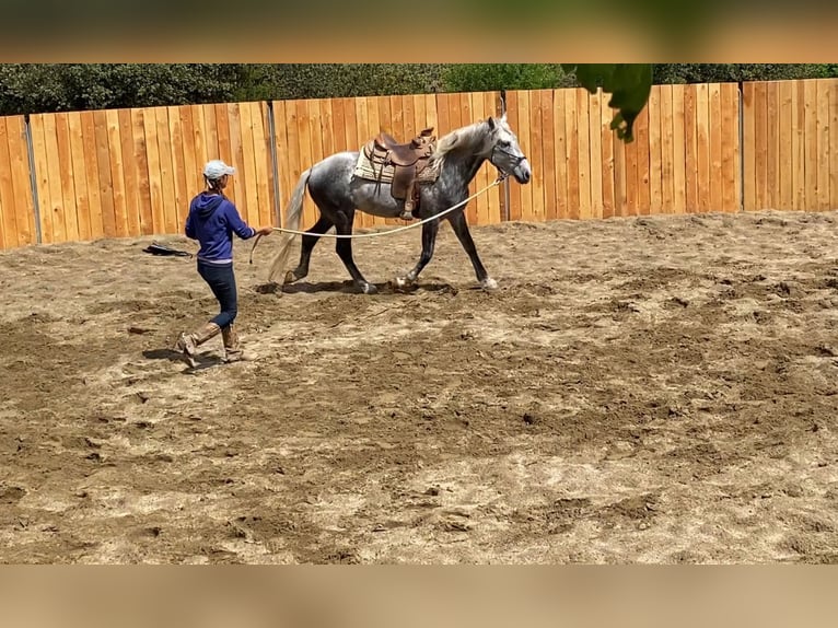 Berbero Mix Castrone 7 Anni 152 cm Grigio pezzato in Zerf