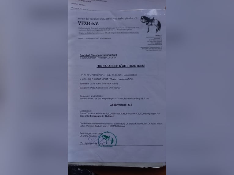 Berbero Giumenta 12 Anni 154 cm Falbo in Ottersberg