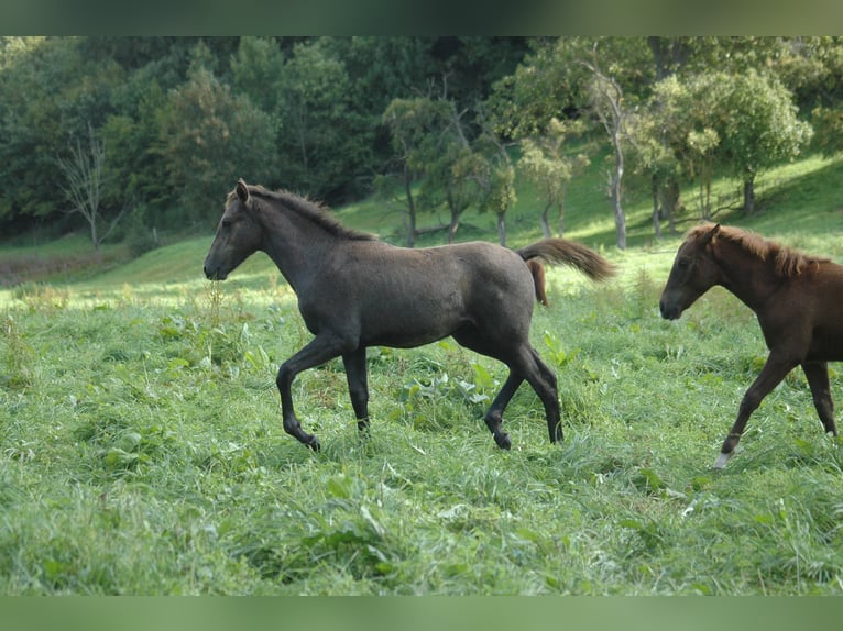 Berbero Giumenta 1 Anno 156 cm Grigio in Grafschaft