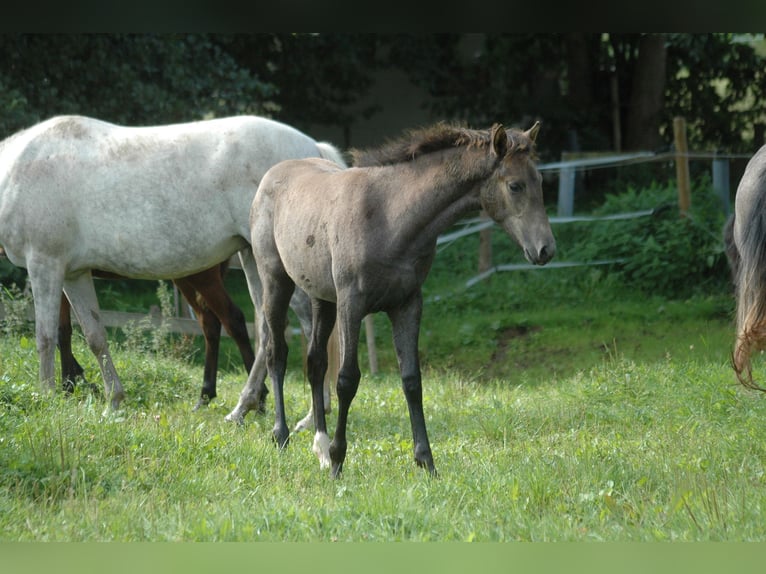 Berbero Giumenta 1 Anno 156 cm Grigio in Grafschaft