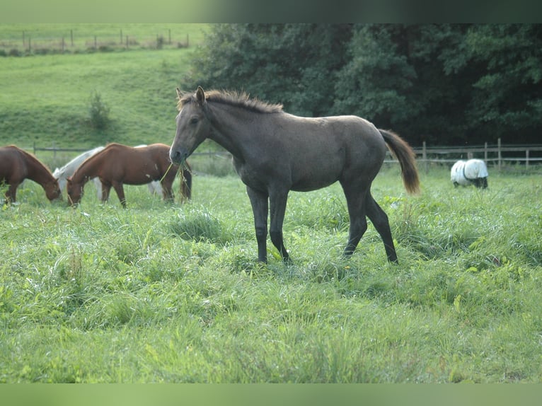 Berbero Giumenta 1 Anno 156 cm Grigio in Grafschaft