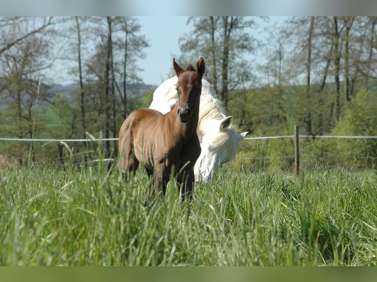 Berbero Giumenta 1 Anno 156 cm Grigio in Grafschaft