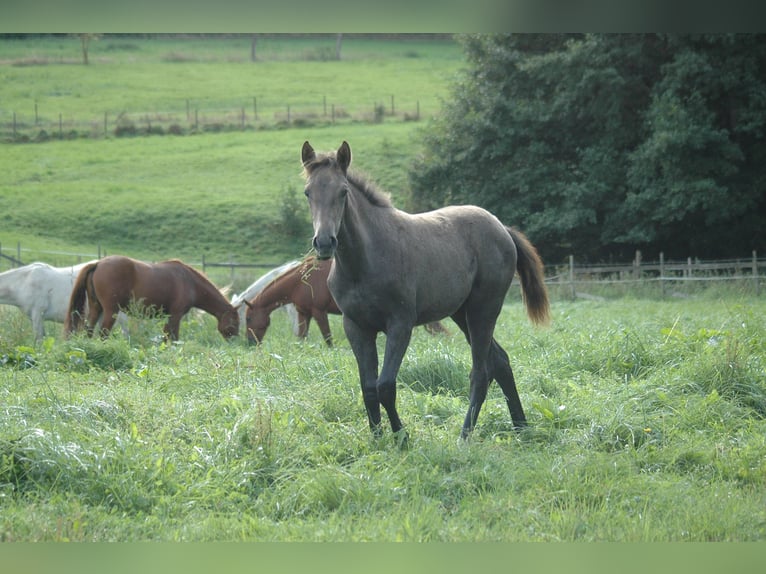 Berbero Giumenta 1 Anno 156 cm Grigio in Grafschaft