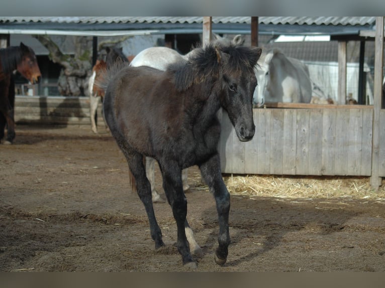 Berbero Giumenta 1 Anno 156 cm Grigio in Grafschaft