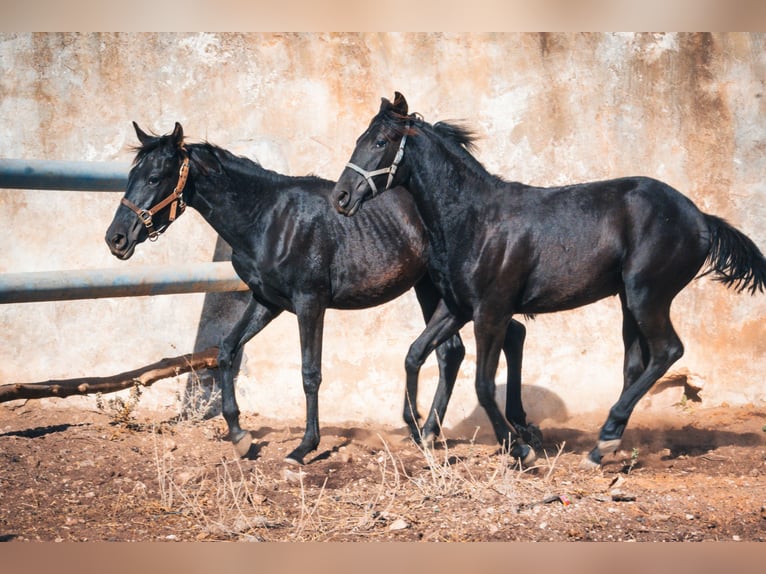 Berbero Giumenta 1 Anno 156 cm Morello in Casablanca