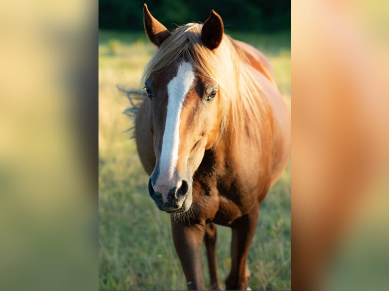 Berbero Giumenta 21 Anni 150 cm Sauro in Eberswalde
