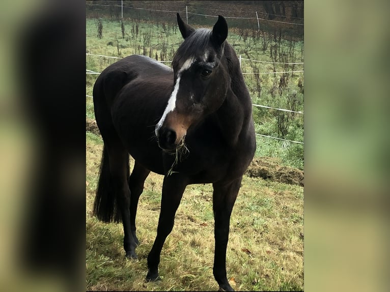 Berbero Giumenta 27 Anni 153 cm Baio in Wildeck