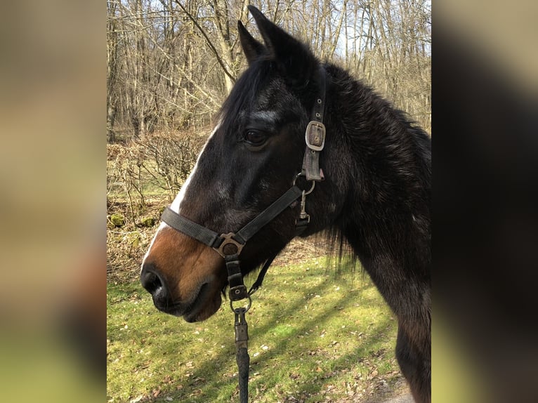Berbero Giumenta 27 Anni 153 cm Baio in Wildeck