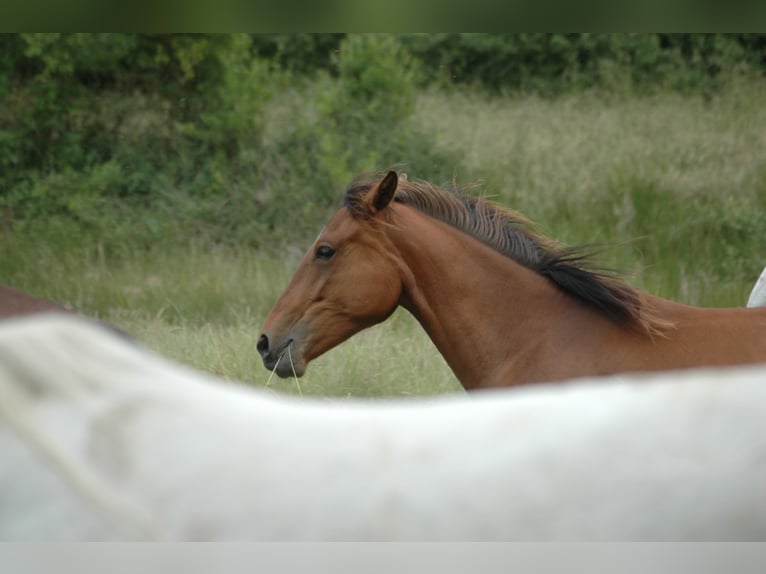 Berbero Giumenta 2 Anni 151 cm Baio in Grafschaft