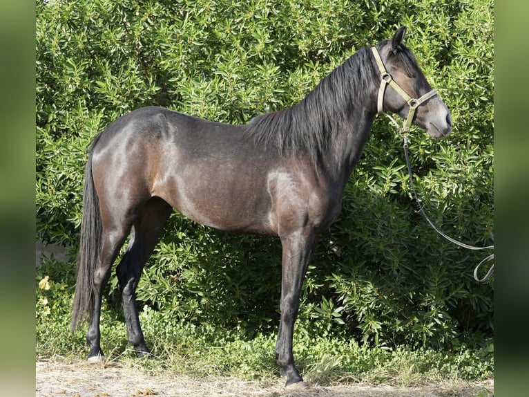 Berbero Giumenta 2 Anni 154 cm in Marseille 15