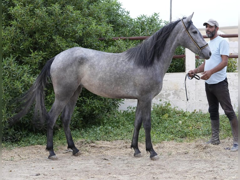 Berbero Giumenta 2 Anni 154 cm in Marseille 15