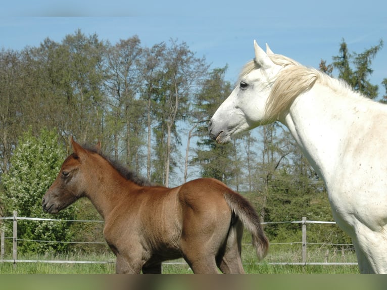 Berbero Giumenta 2 Anni 155 cm Grigio in Grafschaft