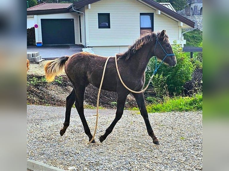 Berbero Giumenta 2 Anni 155 cm Grigio ferro in septmoncel
