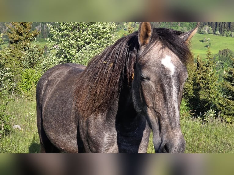 Berbero Giumenta 2 Anni 155 cm Grigio ferro in septmoncel