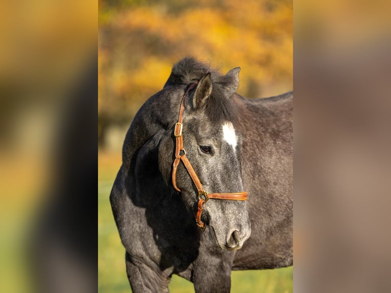 Berbero Giumenta 2 Anni 158 cm Grigio in Hermeskeil