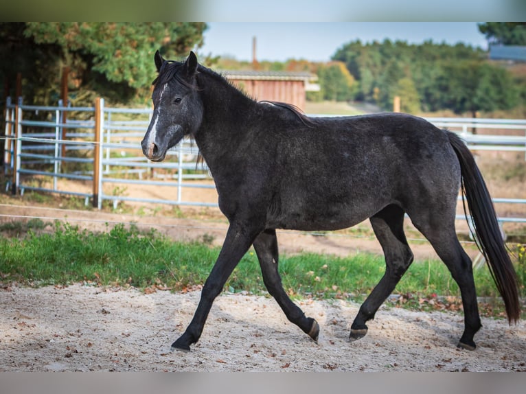 Berbero Giumenta 2 Anni Grigio ferro in L&#xF6;wenberger Land