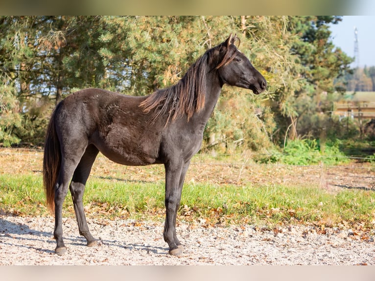 Berbero Giumenta 2 Anni Grigio ferro in L&#xF6;wenberger Land