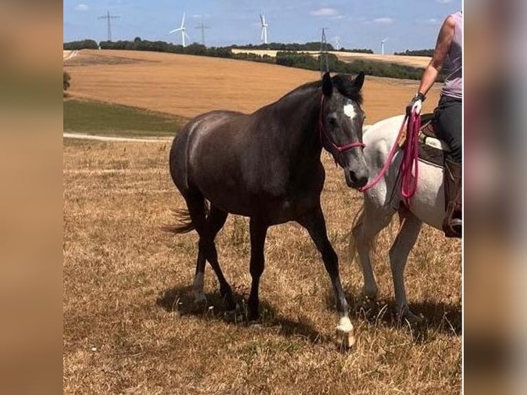 Berbero Giumenta 3 Anni 155 cm Grigio in Pluwig