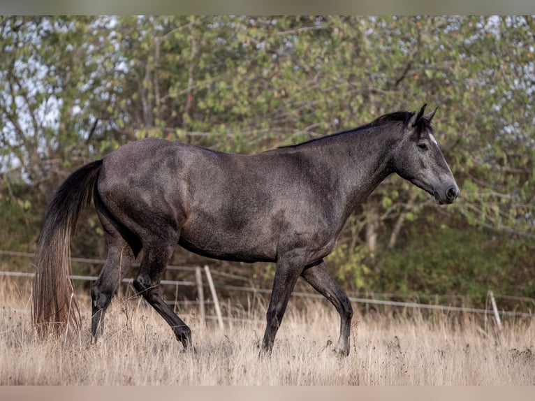 Berbero Giumenta 3 Anni 155 cm Grigio in Pluwig